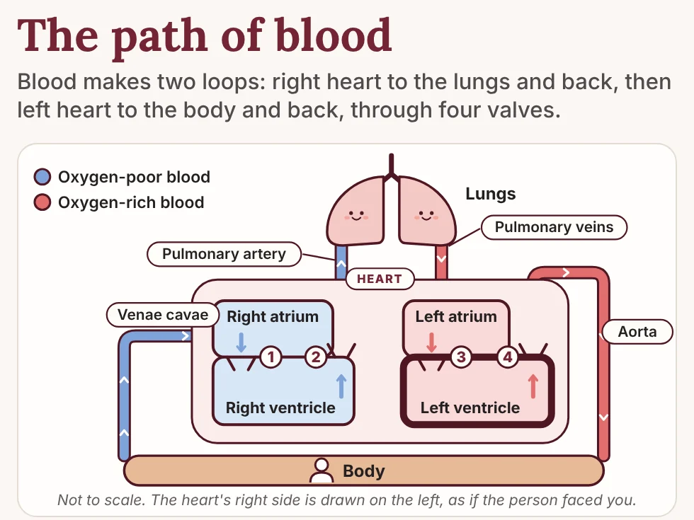 Book 1, page 5: The path of blood, the heart drawn between the lungs and the body, with the four valves numbered